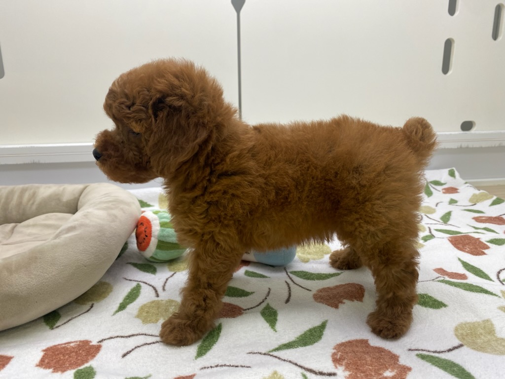 宮城県のトイプードル(トイ) (ズーズーカンパニー 八乙女店/2025年12月12日生まれ/女の子/レッド)の子犬の3枚目の画像