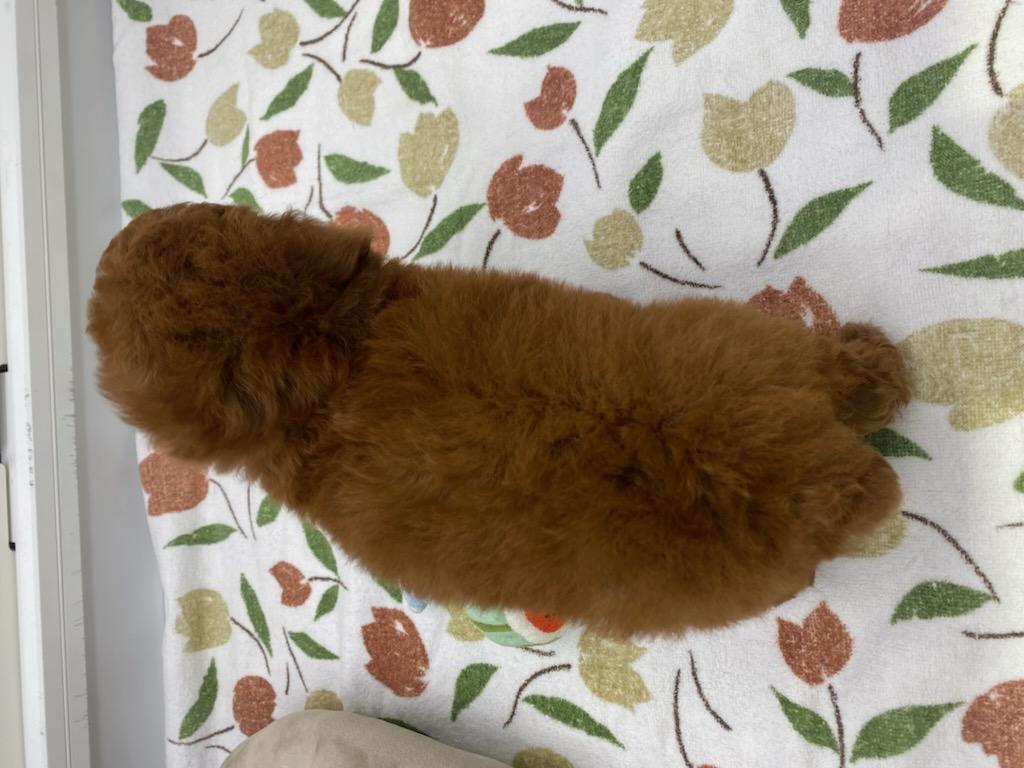 宮城県のトイプードル(トイ) (ズーズーカンパニー 八乙女店/2025年12月12日生まれ/女の子/レッド)の子犬の4枚目の画像