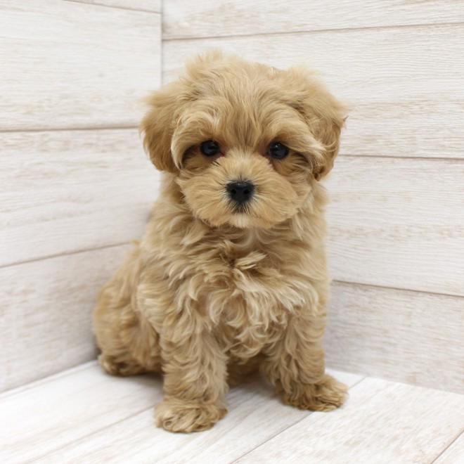 千葉県のマルプー(マルチーズ×プードル) (ペピカファミリー松戸店/2026年1月3日生まれ/女の子/クリーム)の子犬の1枚目の画像