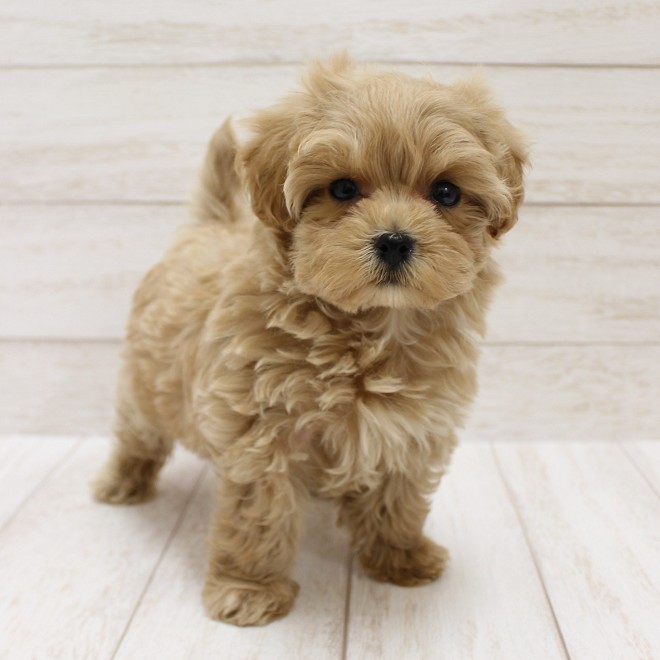 千葉県のマルプー(マルチーズ×プードル) (ペピカファミリー松戸店/2026年1月3日生まれ/女の子/クリーム)の子犬の2枚目の画像