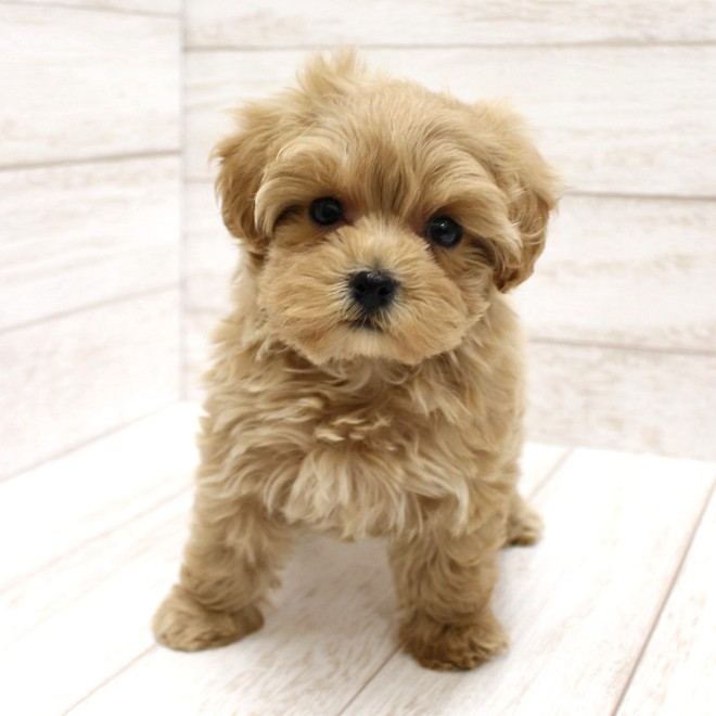 千葉県のマルプー(マルチーズ×プードル) (ペピカファミリー松戸店/2026年1月3日生まれ/女の子/クリーム)の子犬の3枚目の画像