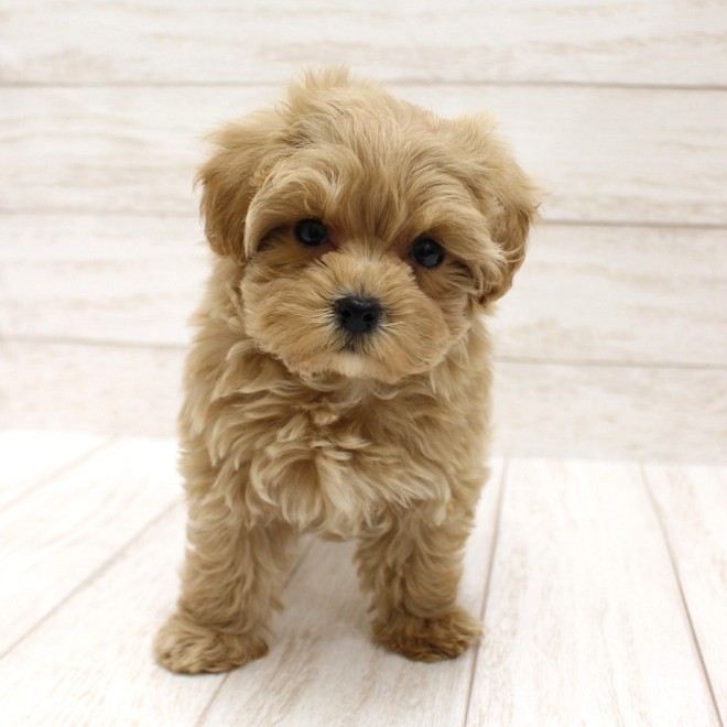 千葉県のマルプー(マルチーズ×プードル) (ペピカファミリー松戸店/2026年1月3日生まれ/女の子/クリーム)の子犬の4枚目の画像