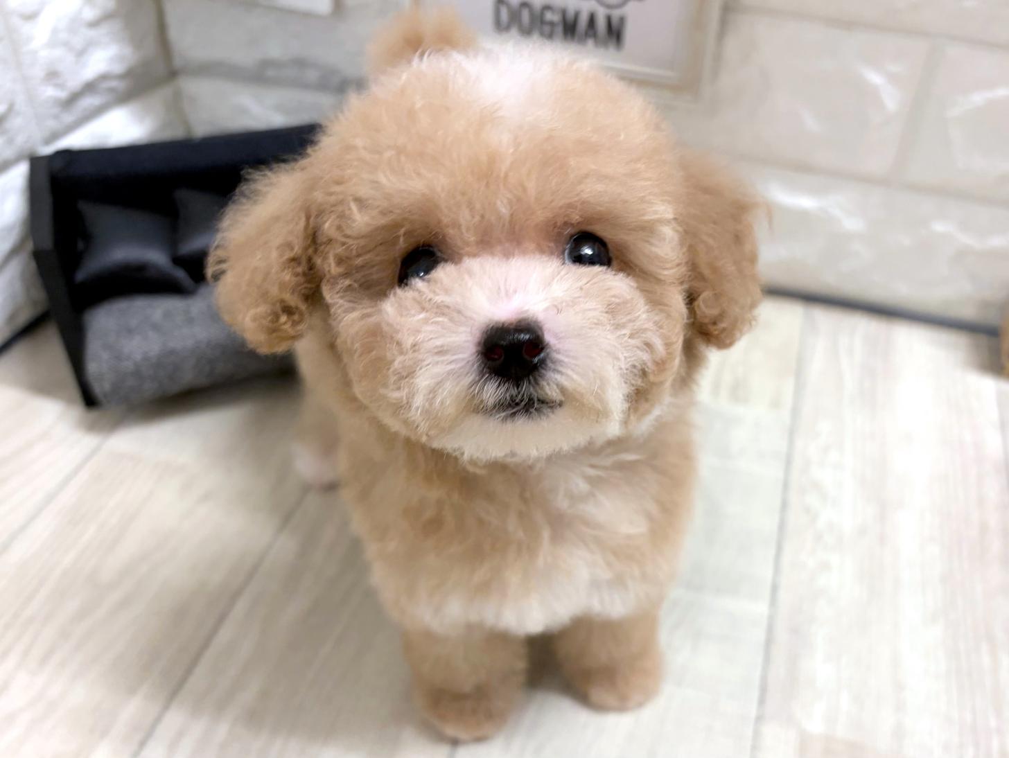 大阪府のビションプー(ビションフリーゼ×プードル) (DOGMAN平野瓜破店/2026年6月19日生まれ/女の子/アプリコットホワイト)の子犬の2枚目の画像