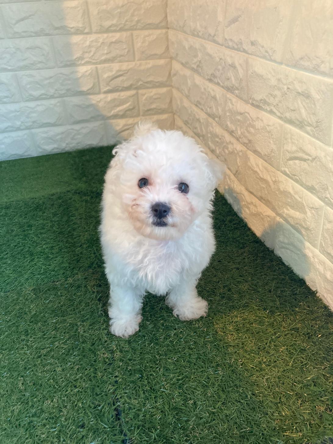 東京都のビションフリーゼ (ペットショップcoco東京港区店/2025年10月12日生まれ/男の子/ホワイト)の子犬