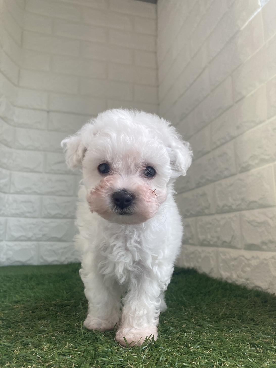 東京都のビションフリーゼ (ペットショップcoco東京港区店/2025年10月12日生まれ/男の子/ホワイト)の子犬