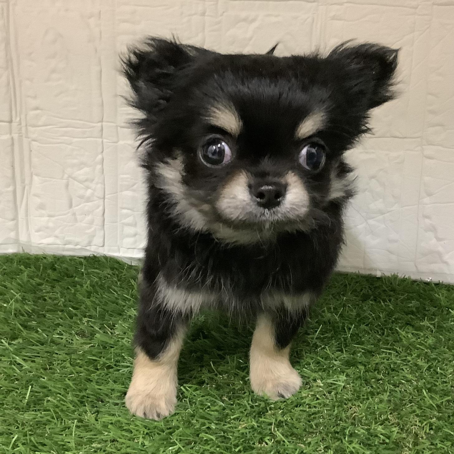 福岡県のチワワ(ロング) (ディスワン ドッグズホーム大野城店/2025年12月28日生まれ/男の子/ブラックタン)の子犬