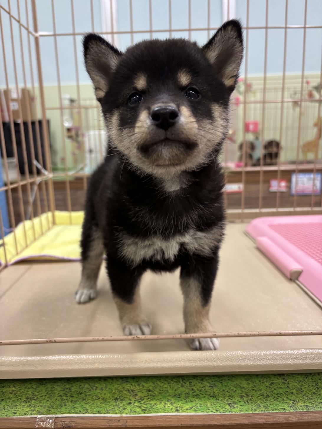 愛知県の柴犬(標準サイズ) (子いぬの足あと/2025年4月6日生まれ/男の子/黒)の子犬