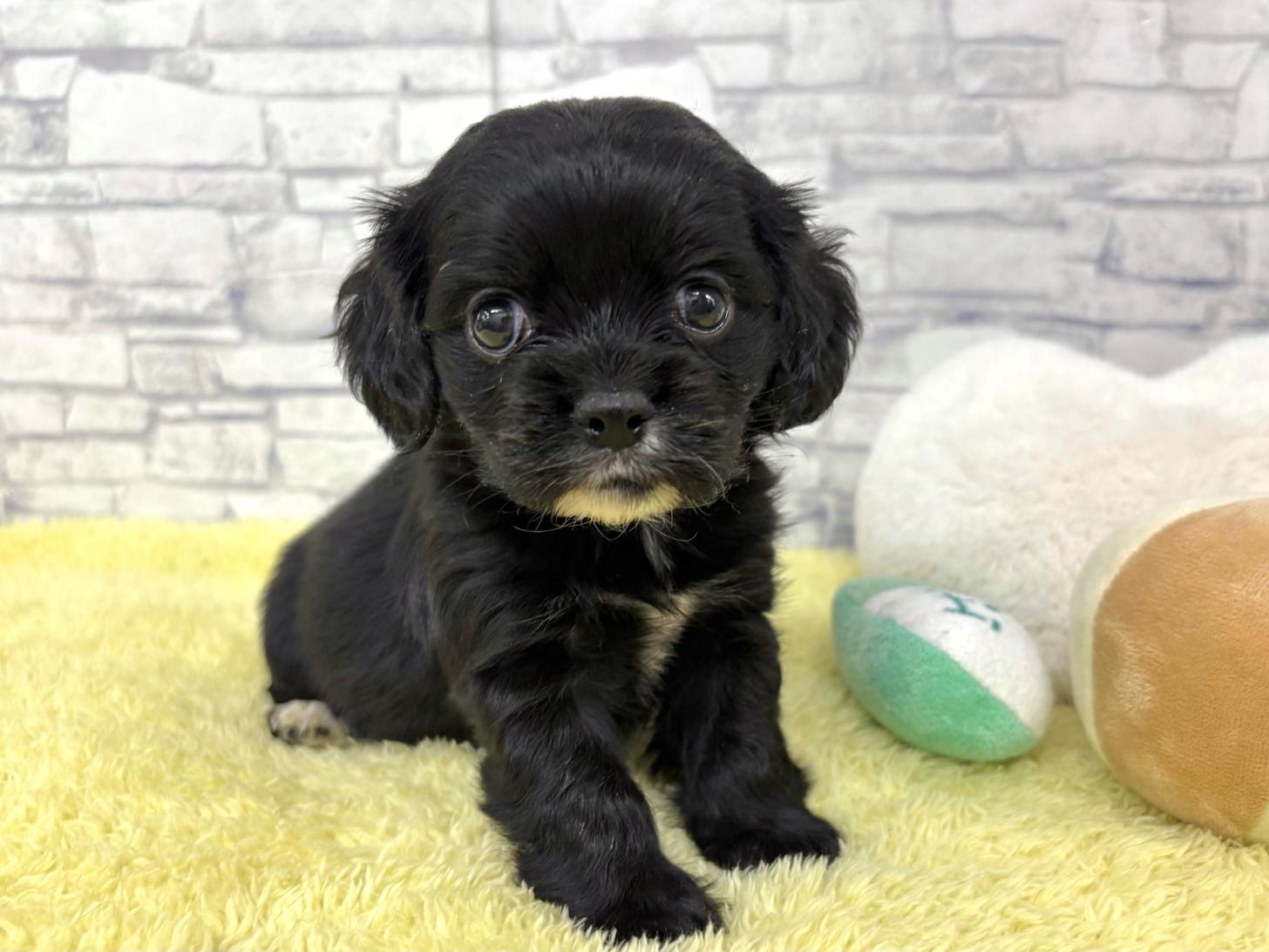 東京都のハーフ犬・ミックス犬 (ディスワン若葉台店/2024年10月12日生まれ/女の子/その他色)の子犬