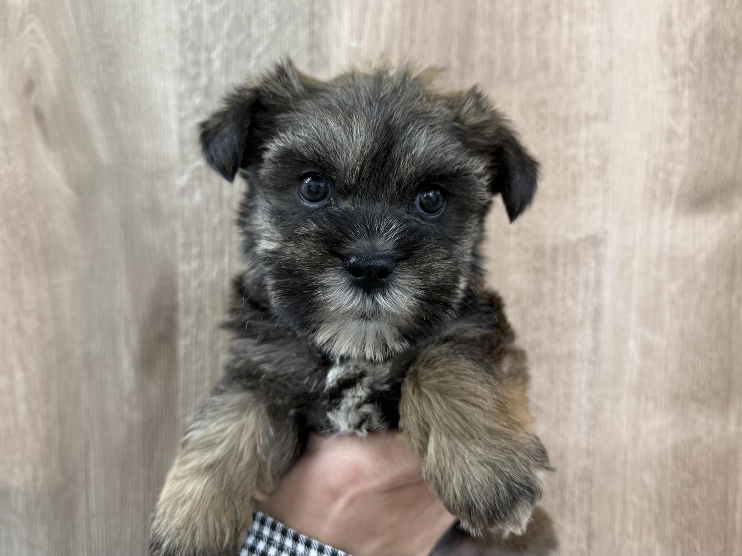 東京都のハーフ犬・ミックス犬 (ディスワン狛江店/2025年3月17日生まれ/女の子/その他色)の子犬