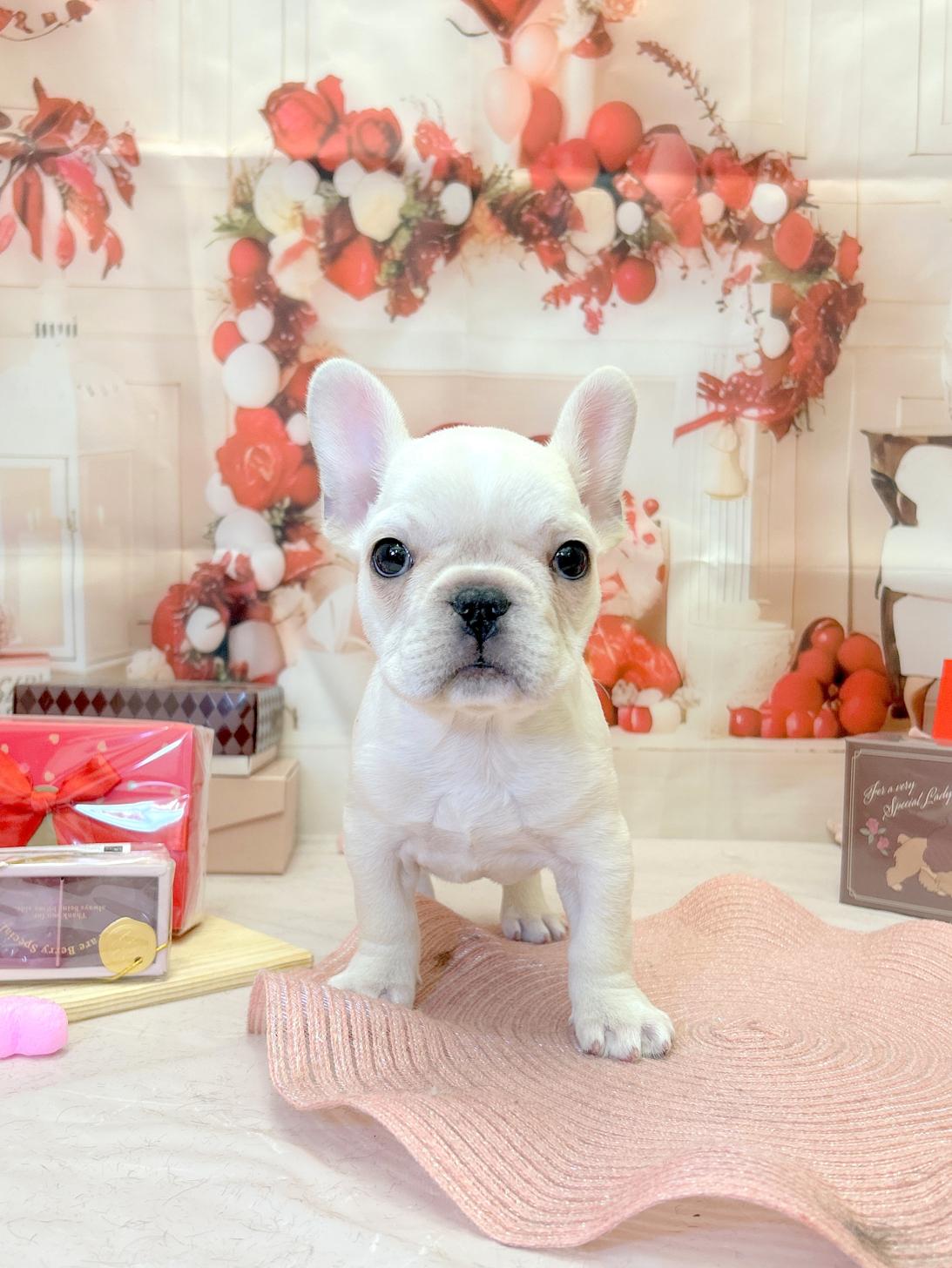 北海道のフレンチブルドッグ (ラブワンコ平岸店/2025年12月19日生まれ/女の子/クリーム)の子犬