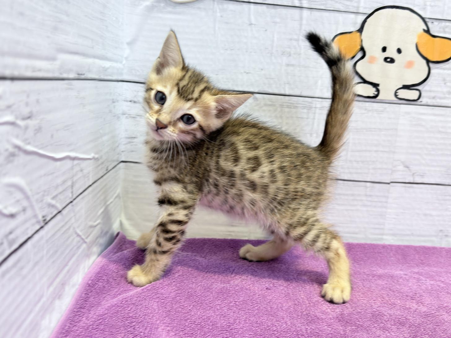 北海道のベンガル (ペットフェイス大谷地店/2026年2月21日生まれ/男の子/ブラウンスポットタビー)の子猫