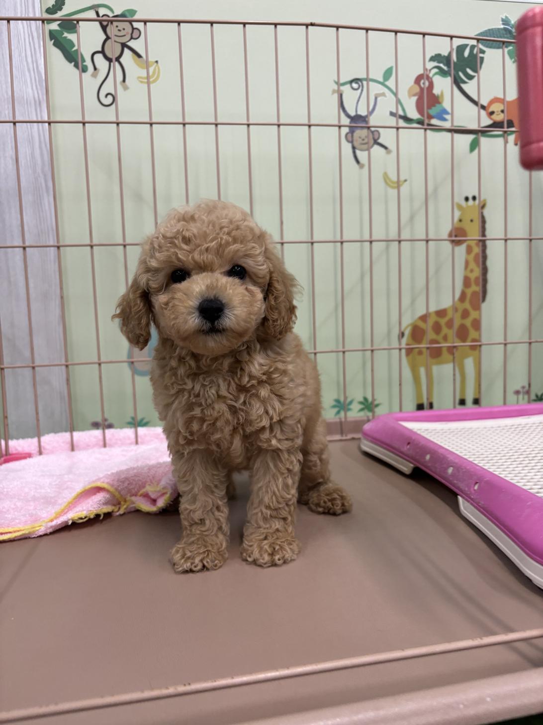 愛知県のトイプードル(トイ) (子いぬの足あと/2025年8月1日生まれ/女の子/アプリコット)の子犬