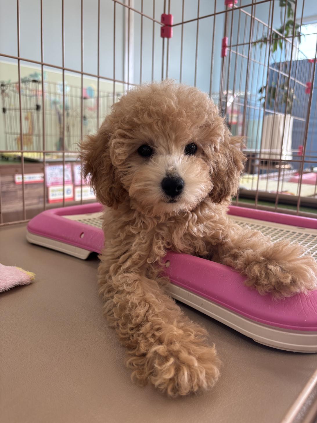 愛知県のトイプードル(トイ) (子いぬの足あと/2025年8月1日生まれ/女の子/アプリコット)の子犬