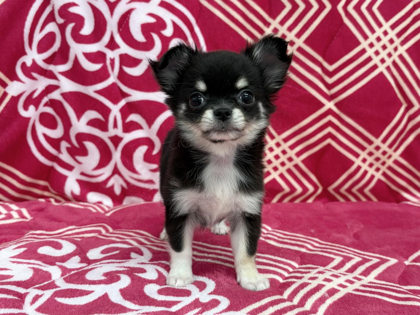 愛知県のチワワ(ロング) (ハピースペット春日井アミーゴ店/2026年1月20日生まれ/女の子/ブラッククリーム)の子犬