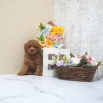 滋賀県のトイプードル(トイ) (いっぷく湖南店/2025年4月6日生まれ/女の子/レッドフォーン)の子犬