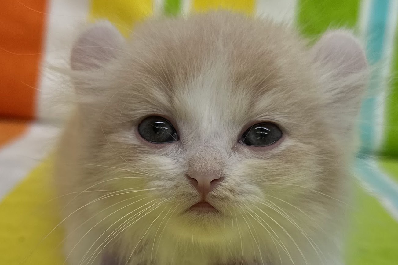 愛知県のキンカロー (ハピースペット鳴海店/2025年5月7日生まれ/男の子/クリームタビーホワイト)の子猫の2枚目の画像