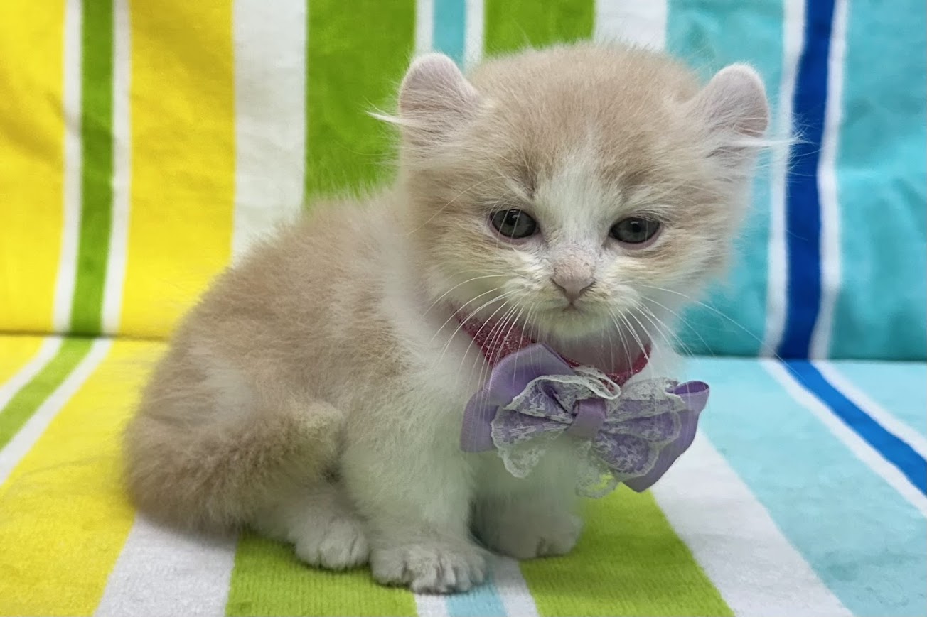 愛知県のキンカロー (ハピースペット鳴海店/2025年5月7日生まれ/男の子/クリームタビーホワイト)の子猫の3枚目の画像