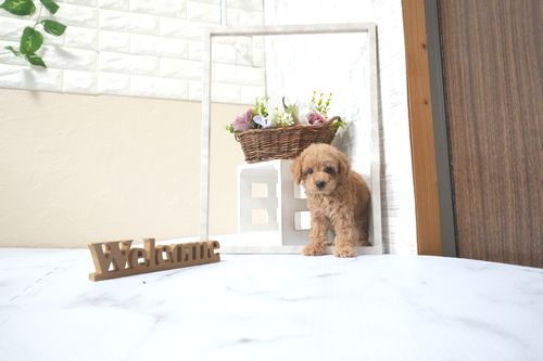 滋賀県のトイプードル(トイ) (いっぷく湖南店/2025年11月1日生まれ/女の子/オレンジフォーン)の子犬の1枚目の画像