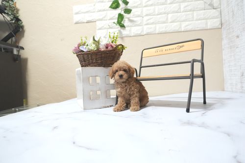 滋賀県のトイプードル(トイ) (いっぷく湖南店/2025年11月1日生まれ/女の子/オレンジフォーン)の子犬の2枚目の画像