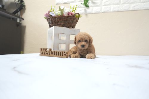 滋賀県のトイプードル(トイ) (いっぷく湖南店/2025年11月1日生まれ/女の子/オレンジフォーン)の子犬の3枚目の画像