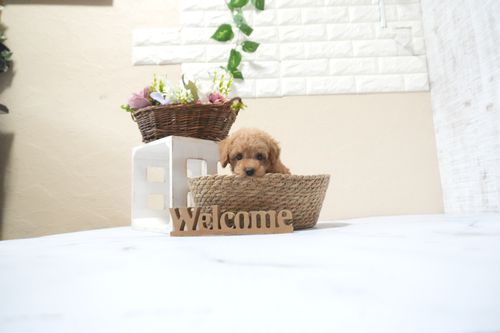 滋賀県のトイプードル(トイ) (いっぷく湖南店/2025年11月1日生まれ/女の子/オレンジフォーン)の子犬の4枚目の画像