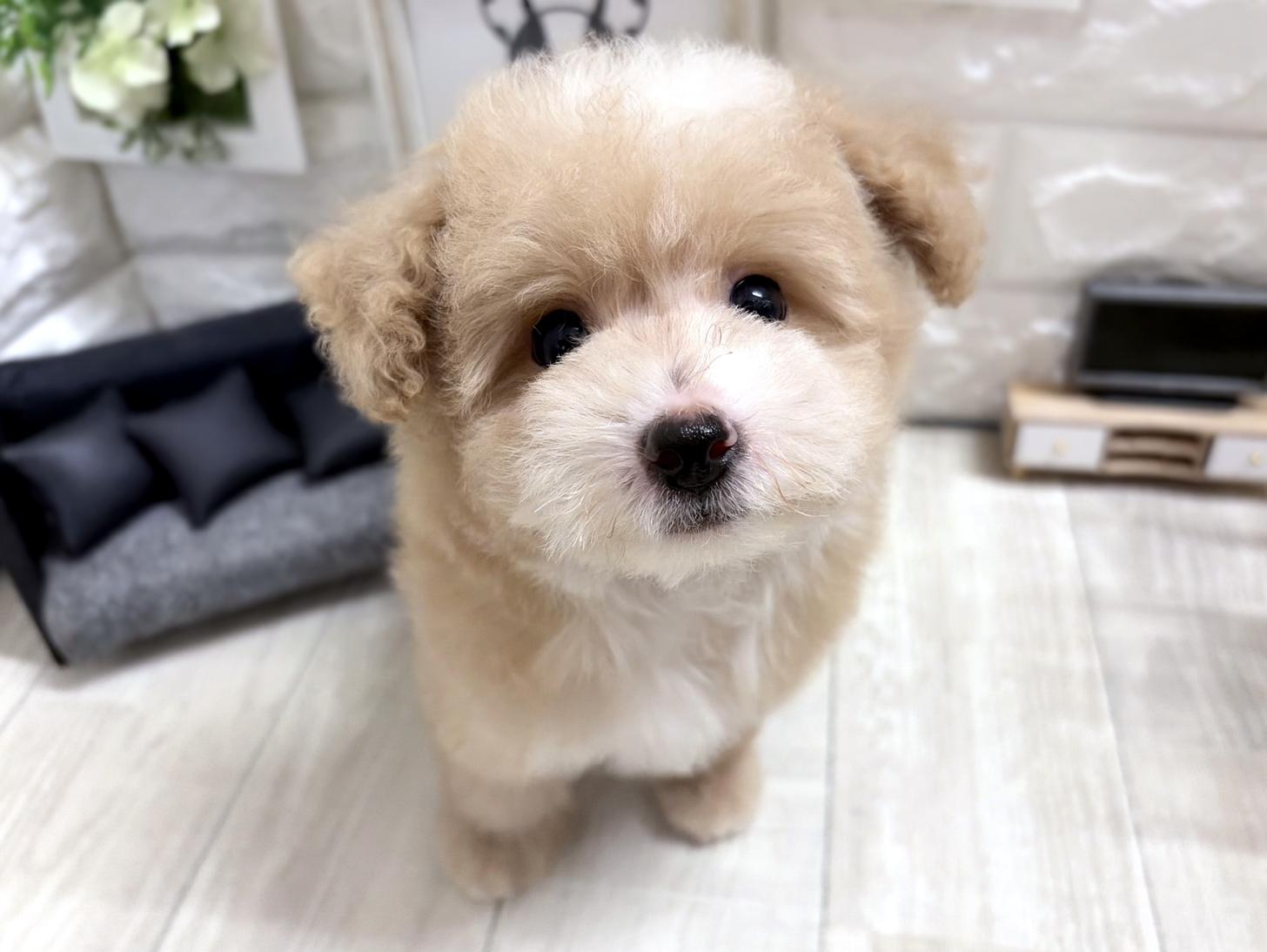 和歌山県のビションプー(ビションフリーゼ×プードル) (DOGMAN和歌山店/2026年5月23日生まれ/男の子/アプリコットホワイト)の子犬の1枚目の画像