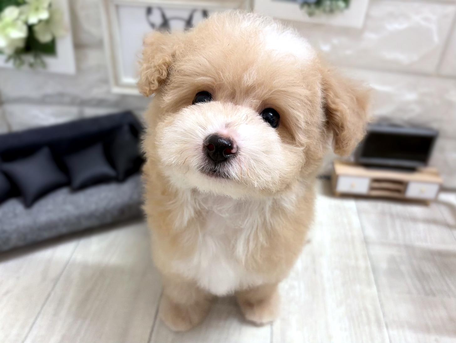和歌山県のビションプー(ビションフリーゼ×プードル) (DOGMAN和歌山店/2026年5月23日生まれ/男の子/アプリコットホワイト)の子犬の2枚目の画像