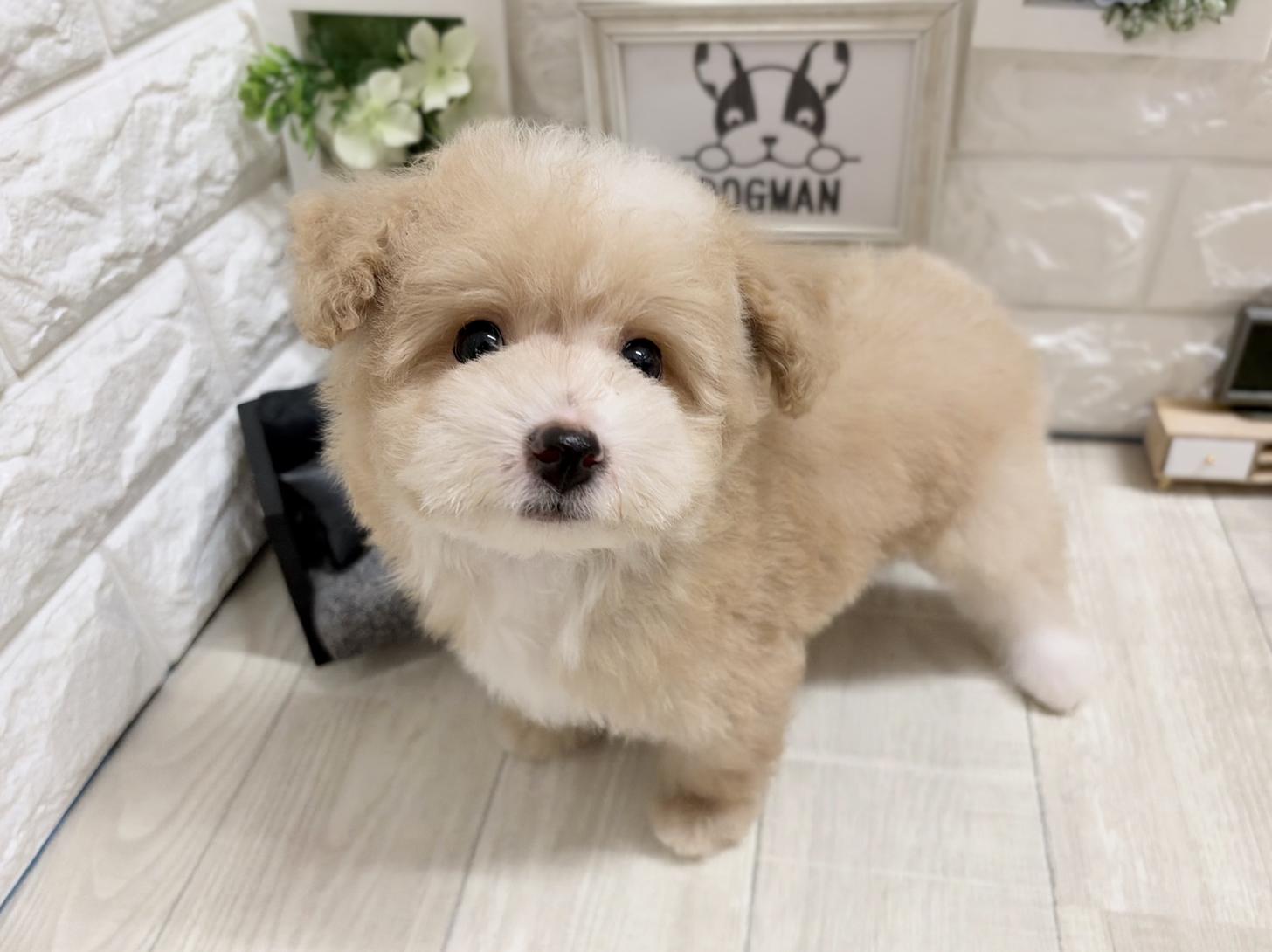 和歌山県のビションプー(ビションフリーゼ×プードル) (DOGMAN和歌山店/2026年5月23日生まれ/男の子/アプリコットホワイト)の子犬の3枚目の画像