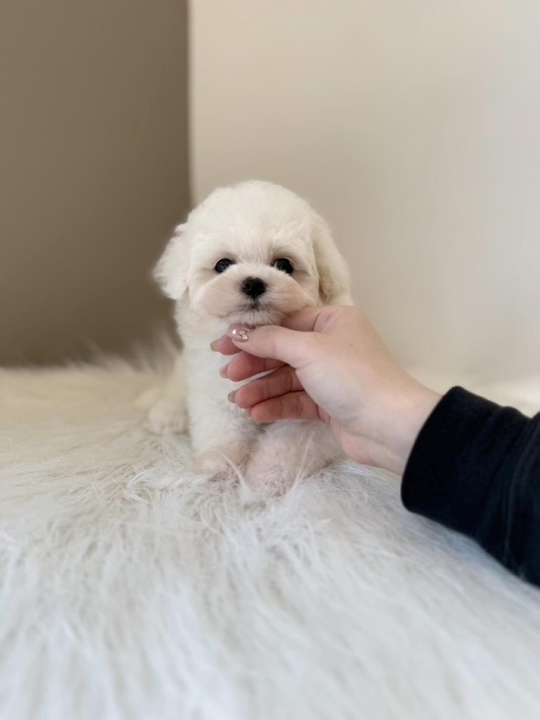 埼玉県のハーフ犬・ミックス犬 (PETSHOP FATIS/2026年1月24日生まれ/女の子/ホワイト)の子犬の1枚目の画像