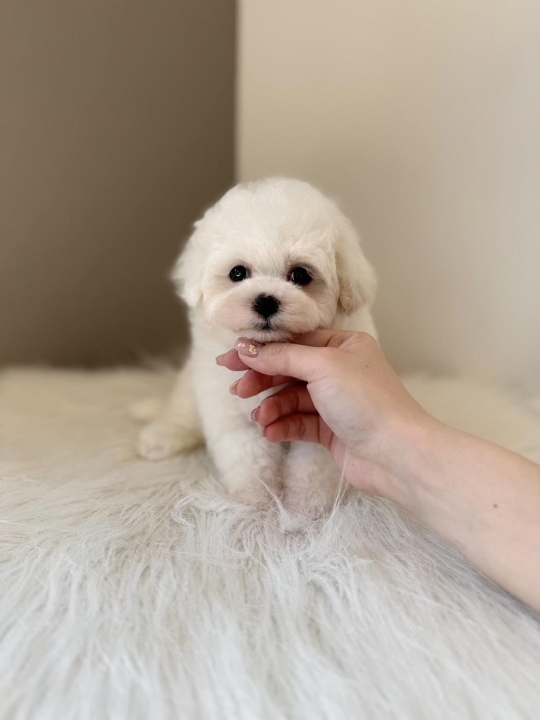 埼玉県のハーフ犬・ミックス犬 (PETSHOP FATIS/2026年1月24日生まれ/女の子/ホワイト)の子犬の2枚目の画像