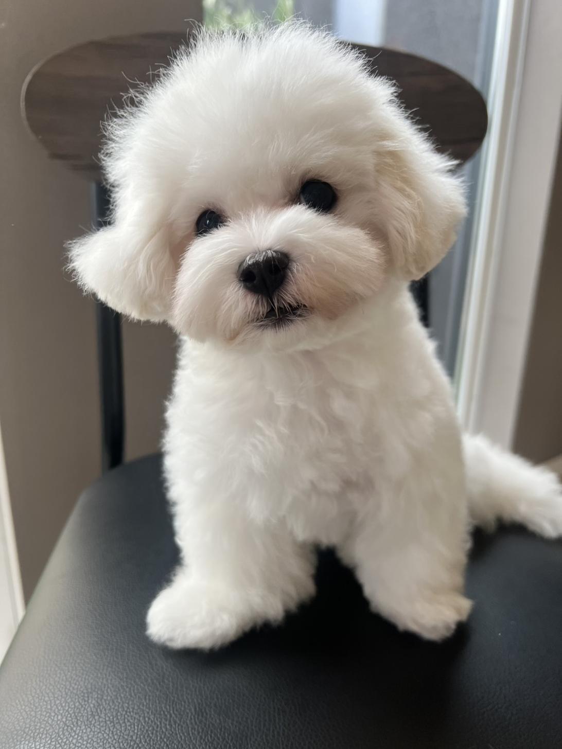 埼玉県のハーフ犬・ミックス犬 (PETSHOP FATIS/2026年1月24日生まれ/女の子/ホワイト)の子犬の3枚目の画像