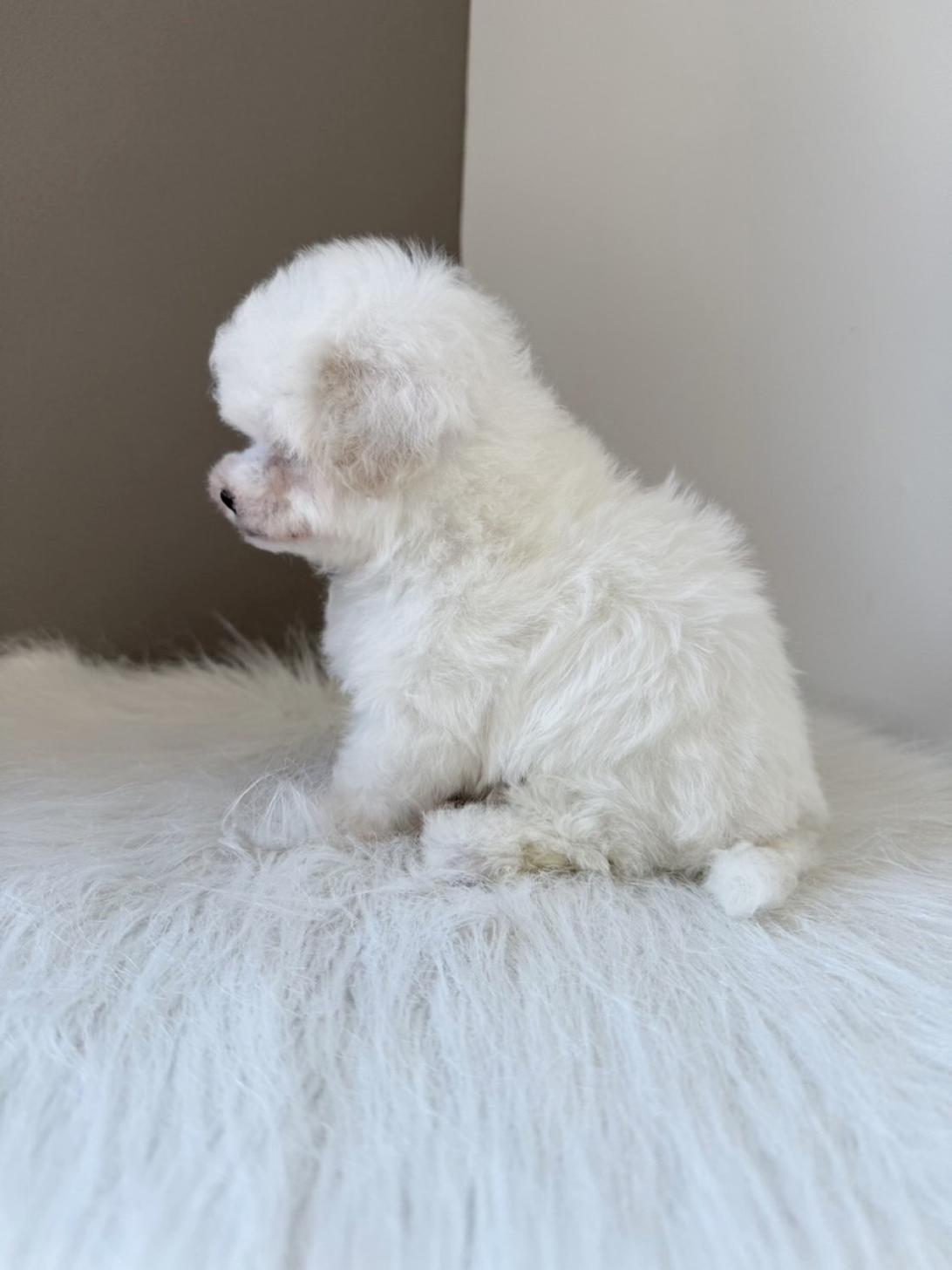 埼玉県のハーフ犬・ミックス犬 (PETSHOP FATIS/2026年1月24日生まれ/女の子/ホワイト)の子犬の3枚目の画像