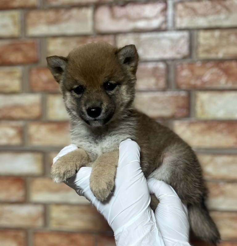 埼玉県の豆柴 (ペッツスマイル加須インター店/2025年3月22日生まれ/男の子/赤)の子犬