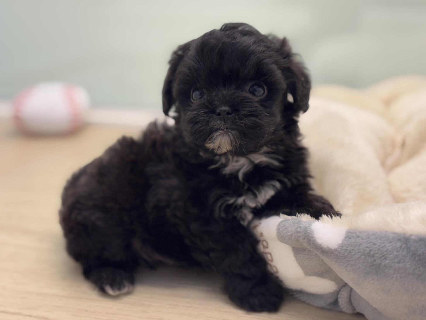 神奈川県のポメプー(ポメラニアン×プードル) (Doggy Style 小田原店/2026年1月18日生まれ/男の子/ブラックホワイト)の子犬の1枚目の画像