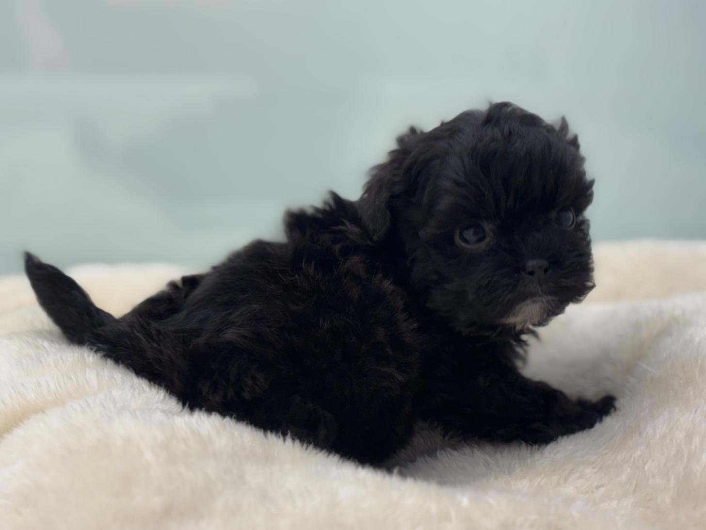 神奈川県のポメプー(ポメラニアン×プードル) (Doggy Style 小田原店/2026年1月18日生まれ/男の子/ブラックホワイト)の子犬の2枚目の画像