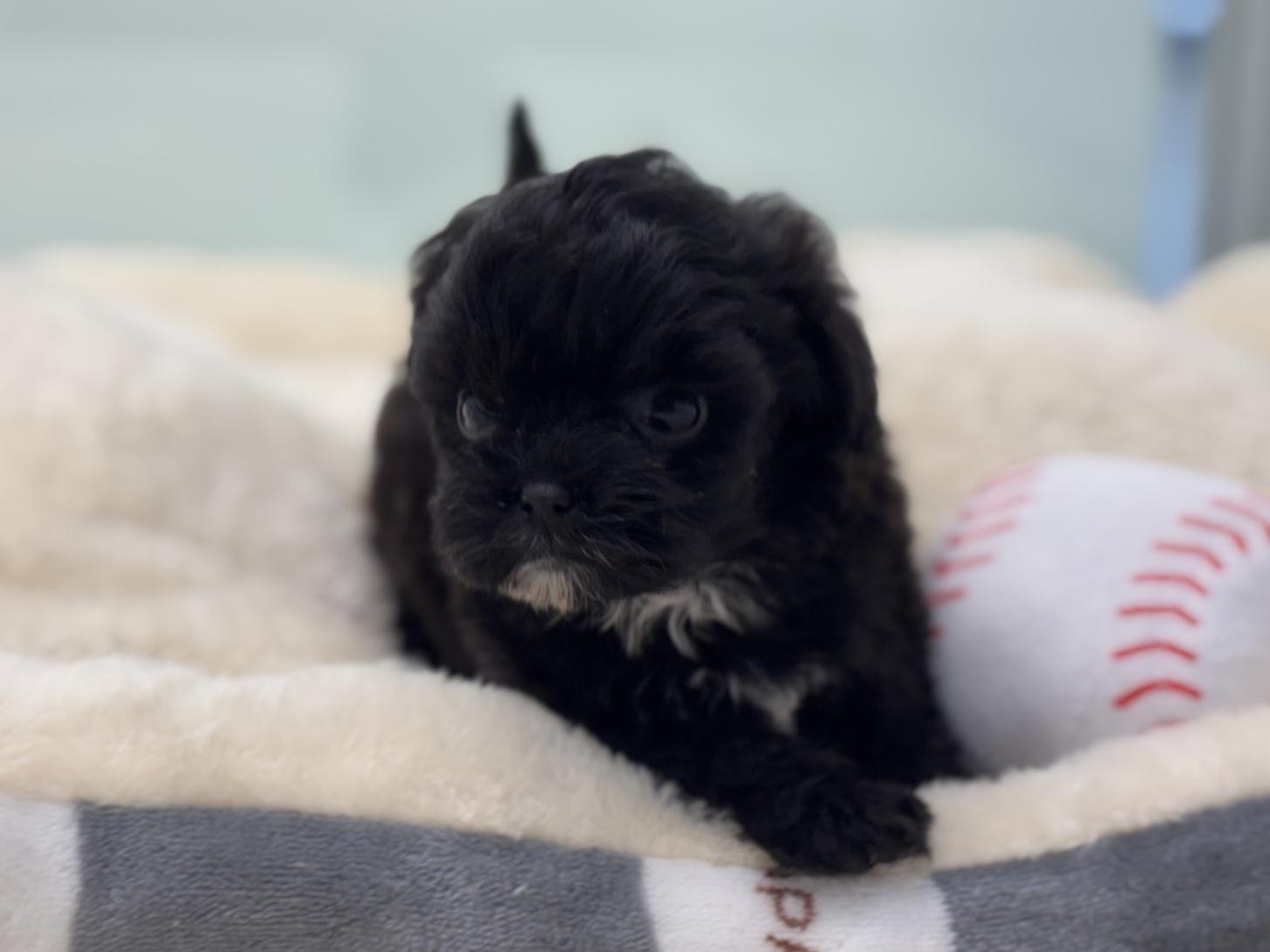 神奈川県のポメプー(ポメラニアン×プードル) (Doggy Style 小田原店/2026年1月18日生まれ/男の子/ブラックホワイト)の子犬の3枚目の画像
