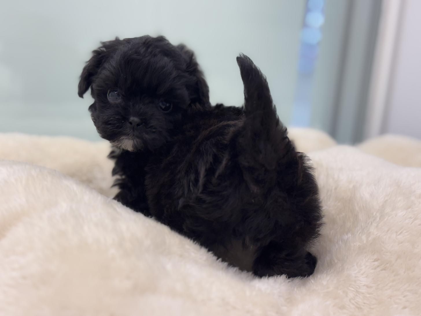 神奈川県のポメプー(ポメラニアン×プードル) (Doggy Style 小田原店/2026年1月18日生まれ/男の子/ブラックホワイト)の子犬の4枚目の画像