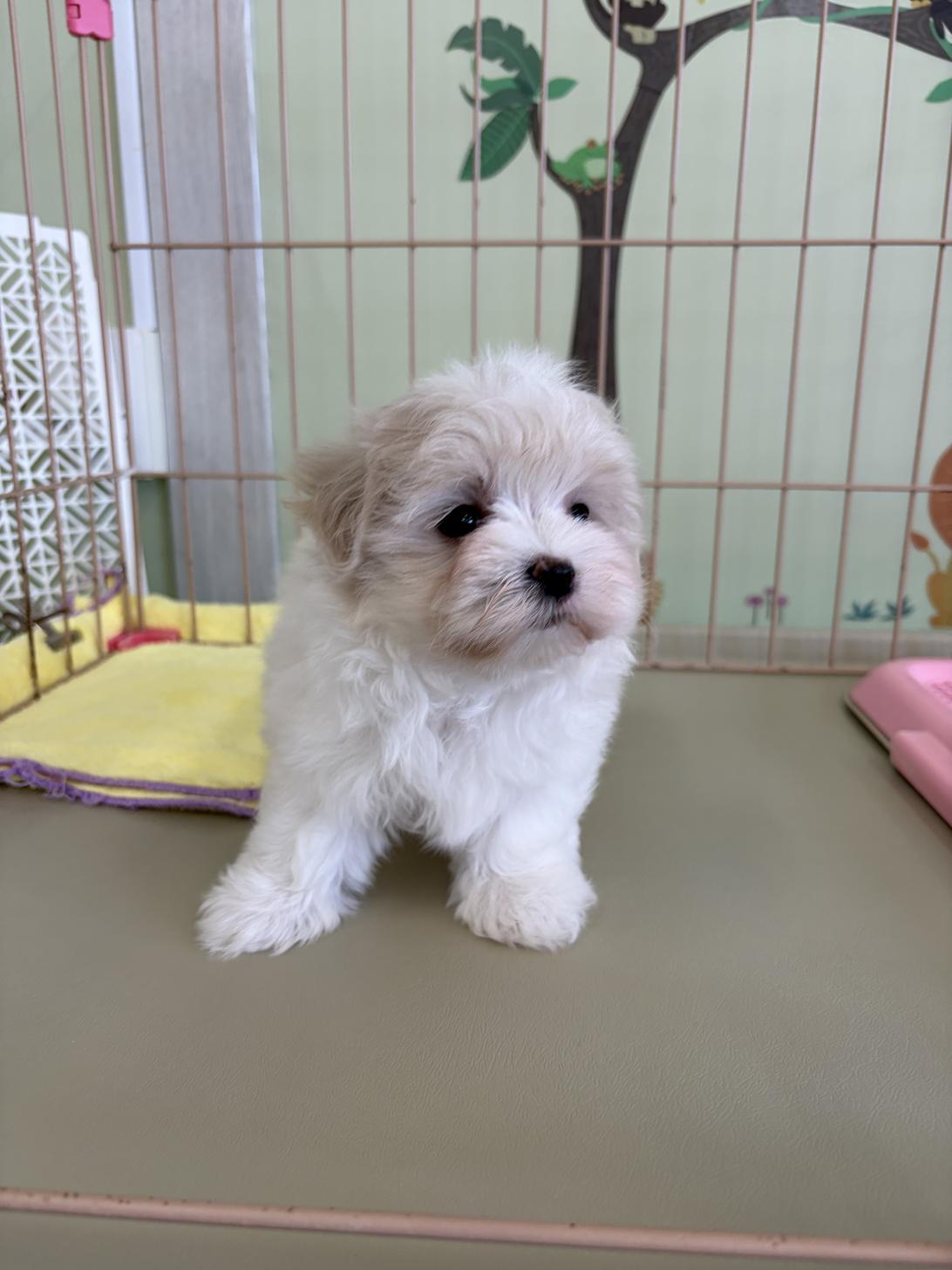 愛知県のマルチーズ (子いぬの足あと/2026年6月8日生まれ/女の子/ホワイト)の子犬