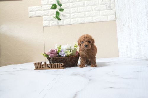 滋賀県のトイプードル(トイ) (いっぷく湖南店/2025年11月10日生まれ/男の子/レッドフォーン)の子犬の1枚目の画像