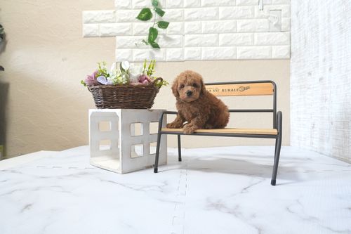 滋賀県のトイプードル(トイ) (いっぷく湖南店/2025年11月10日生まれ/男の子/レッドフォーン)の子犬の2枚目の画像