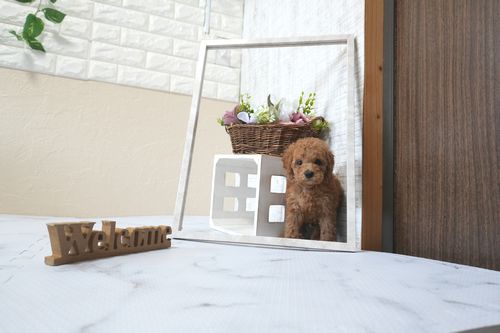 滋賀県のトイプードル(トイ) (いっぷく湖南店/2025年11月10日生まれ/男の子/レッドフォーン)の子犬の3枚目の画像