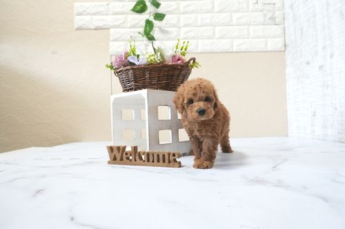 滋賀県のトイプードル(トイ) (いっぷく湖南店/2025年11月10日生まれ/男の子/レッドフォーン)の子犬の4枚目の画像