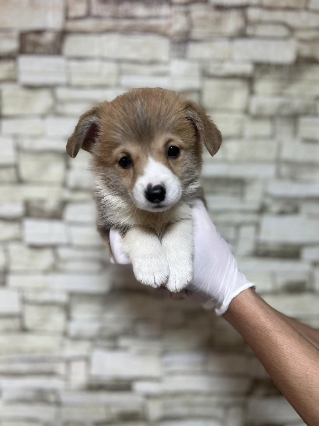 埼玉県のウェルシュコーギーペンブローク (ペッツスマイル加須インター店/2025年8月30日生まれ/男の子/レッドホワイト)の子犬の1枚目の画像