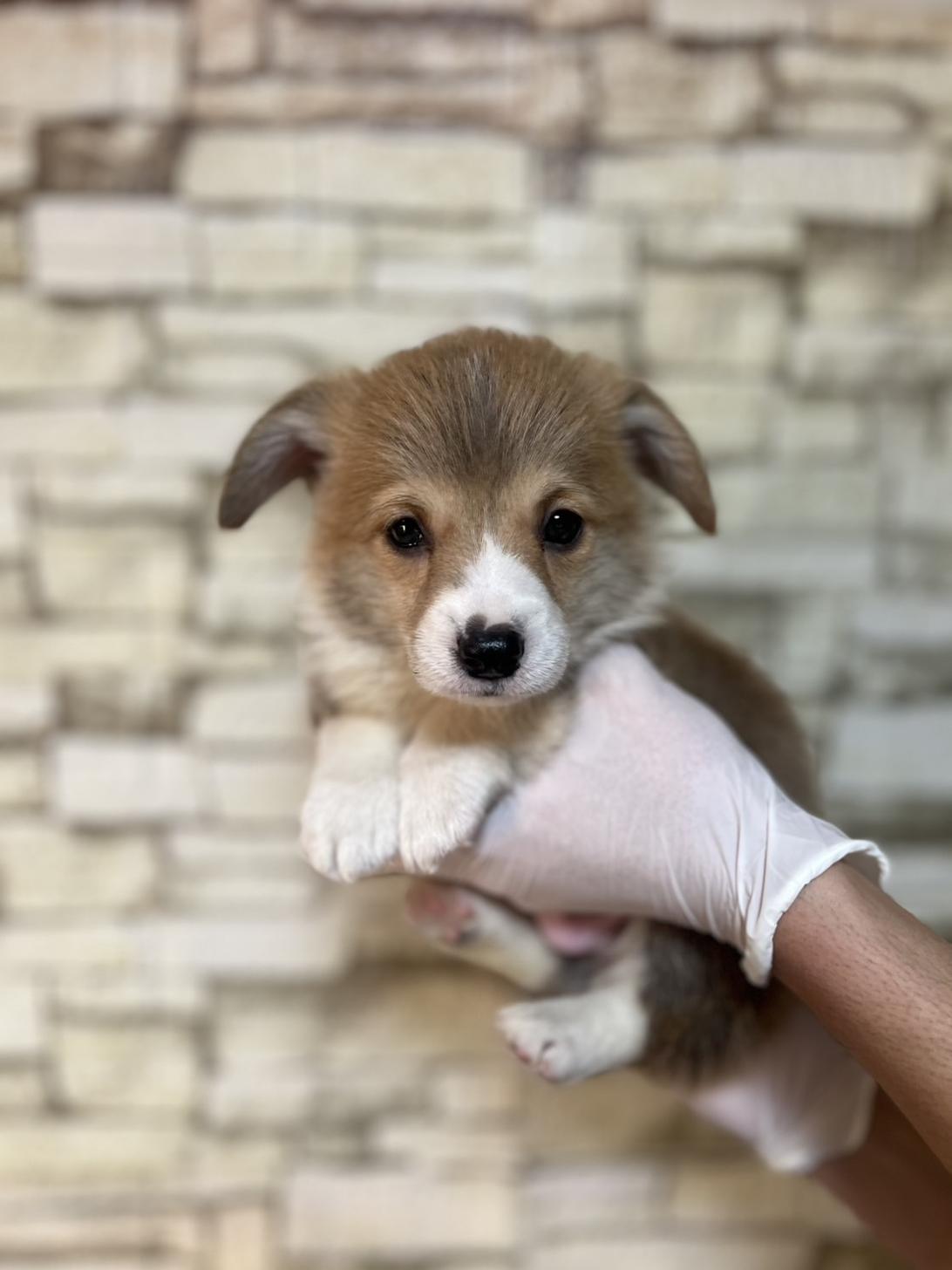埼玉県のウェルシュコーギーペンブローク (ペッツスマイル加須インター店/2025年8月30日生まれ/男の子/レッドホワイト)の子犬の2枚目の画像