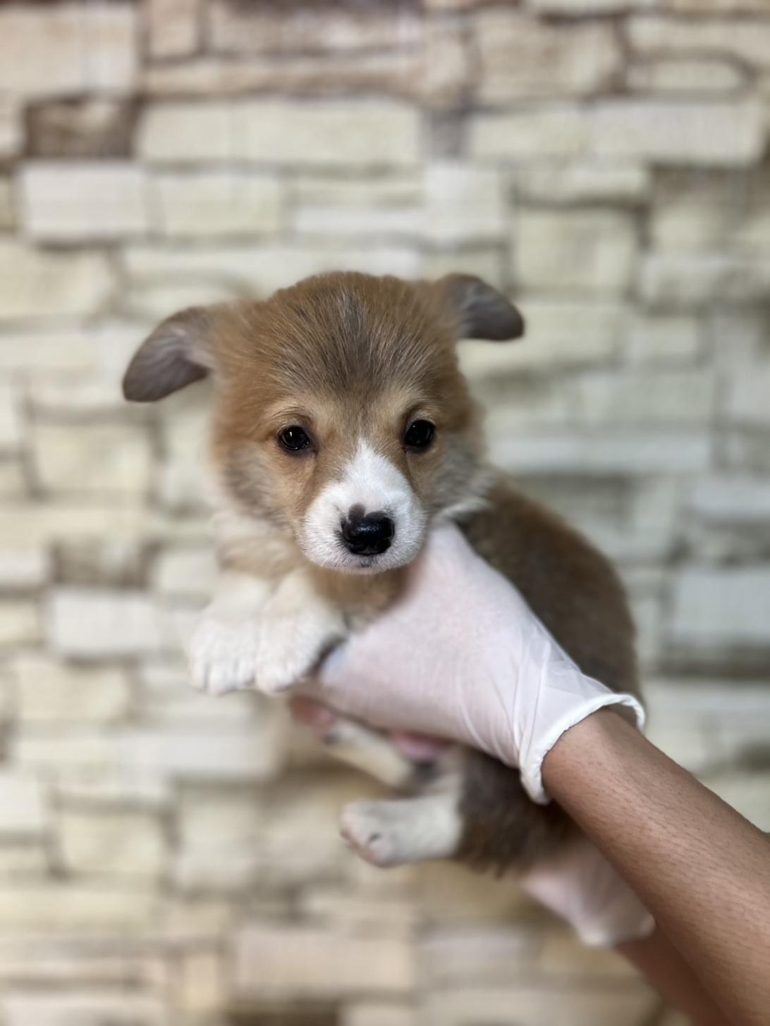 埼玉県のウェルシュコーギーペンブローク (ペッツスマイル加須インター店/2025年8月30日生まれ/男の子/レッドホワイト)の子犬の3枚目の画像