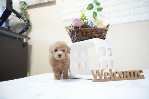 滋賀県のトイプードル(トイ) (いっぷく湖南店/2025年11月26日生まれ/女の子/オレンジフォーン)の子犬の1枚目の画像