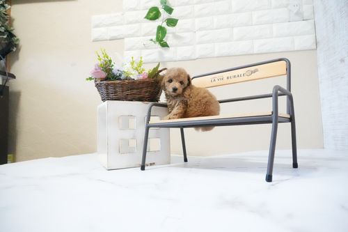 滋賀県のトイプードル(トイ) (いっぷく湖南店/2025年11月26日生まれ/女の子/オレンジフォーン)の子犬の2枚目の画像