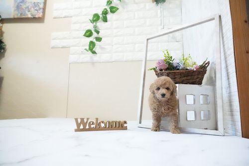 滋賀県のトイプードル(トイ) (いっぷく湖南店/2025年11月26日生まれ/女の子/オレンジフォーン)の子犬の3枚目の画像