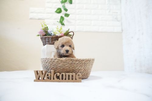 滋賀県のトイプードル(トイ) (いっぷく湖南店/2025年11月26日生まれ/女の子/オレンジフォーン)の子犬の4枚目の画像