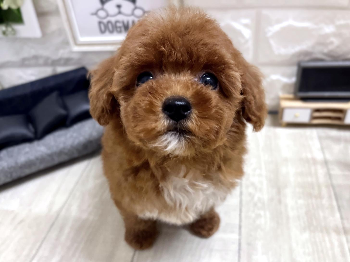 和歌山県のトイプードル(トイ) (DOGMAN和歌山中之島店/2026年3月13日生まれ/女の子/レッドフォーン)の子犬の1枚目の画像